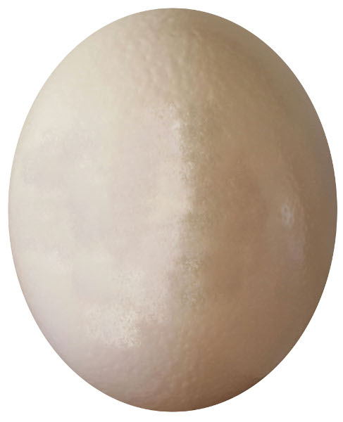 egg egg