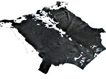Nguni Nguni