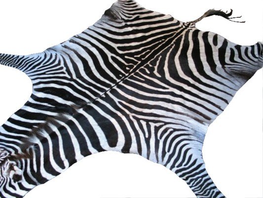 Zebra Zebra